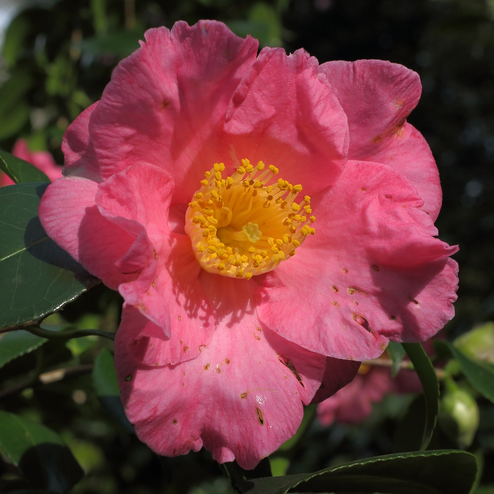 Camellia japonica 'California'