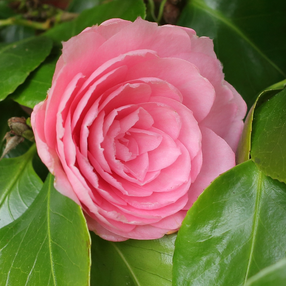 Camellia japonica 'Pearl Maxwell'