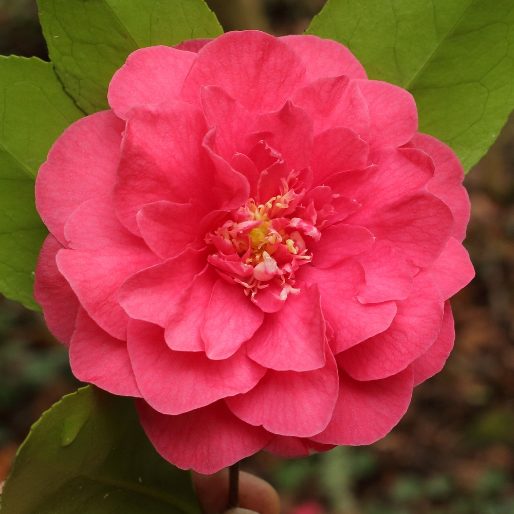 Camellia japonica 'Spring Triumph'