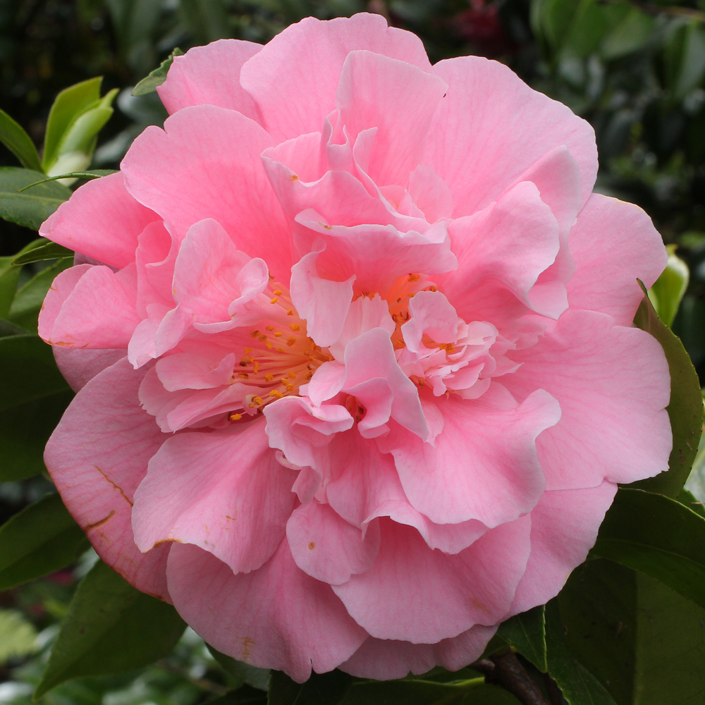 Camellia japonica 'Tiffany'
