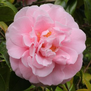 Camellia japonica 'Tiffany'