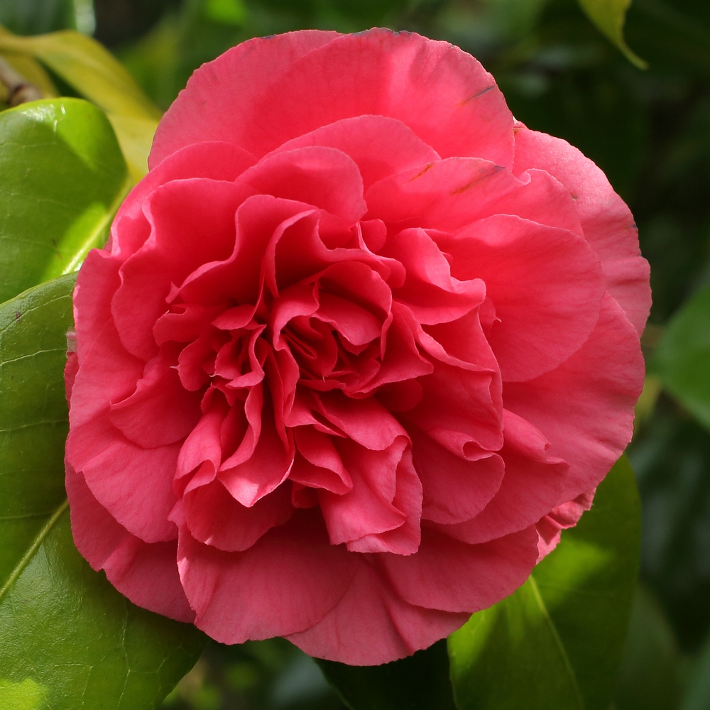 Camellia japonica 'Tomorrow'