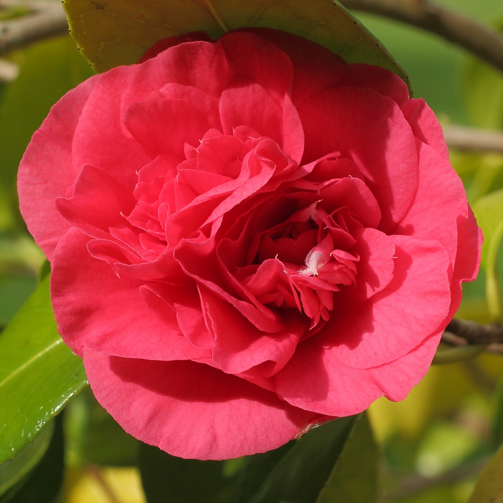 Camellia japonica 'Tomorrow'