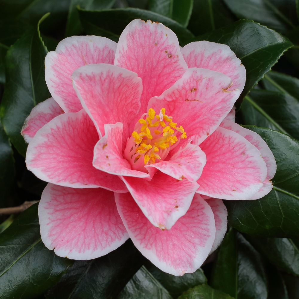 Camellia japonica 'Yours Truly'