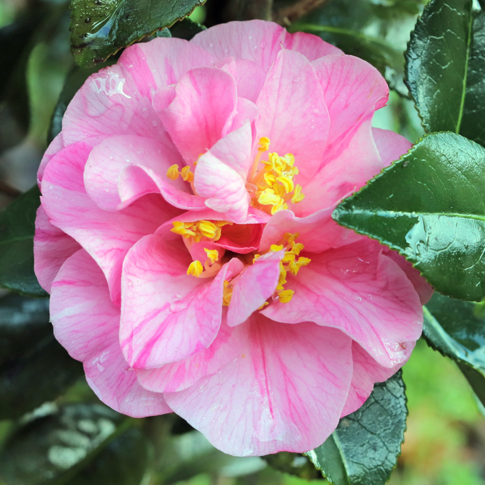 Camellia x williamsii 'Monica Dance'