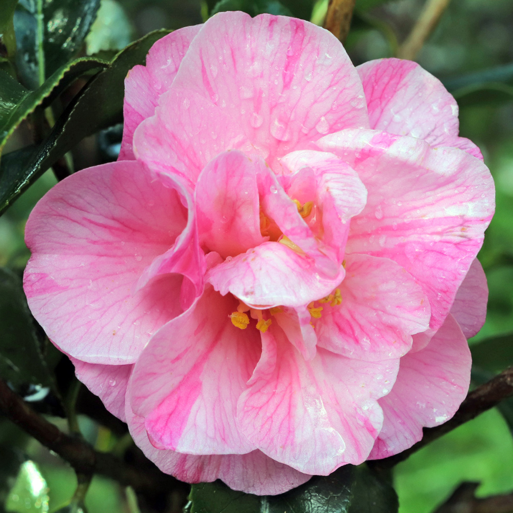 Camellia x williamsii 'Monica Dance'