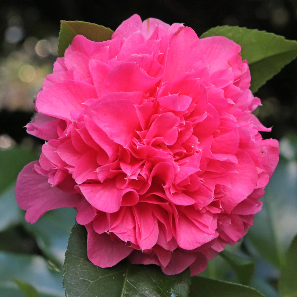 Camellia japonica 'Kumasaka'