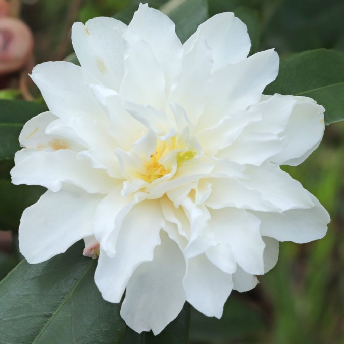 Camellia x vernalis 'Ginryû'