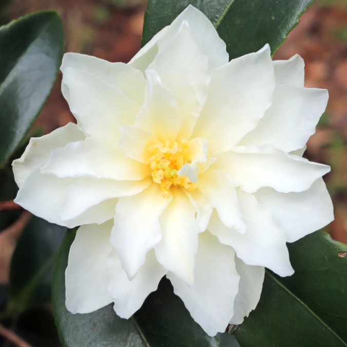 Camellia pitardii (erroneously)