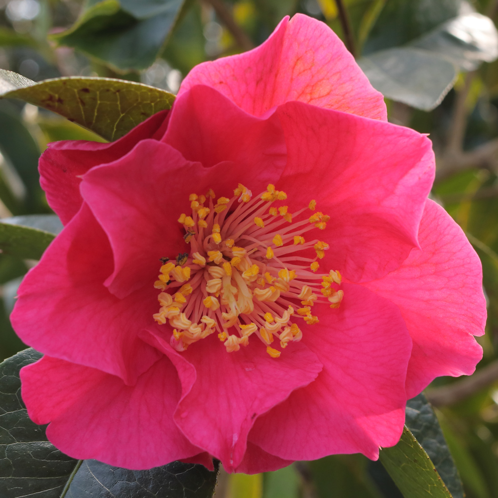 Camellia reticulata 'Curtain Call'
