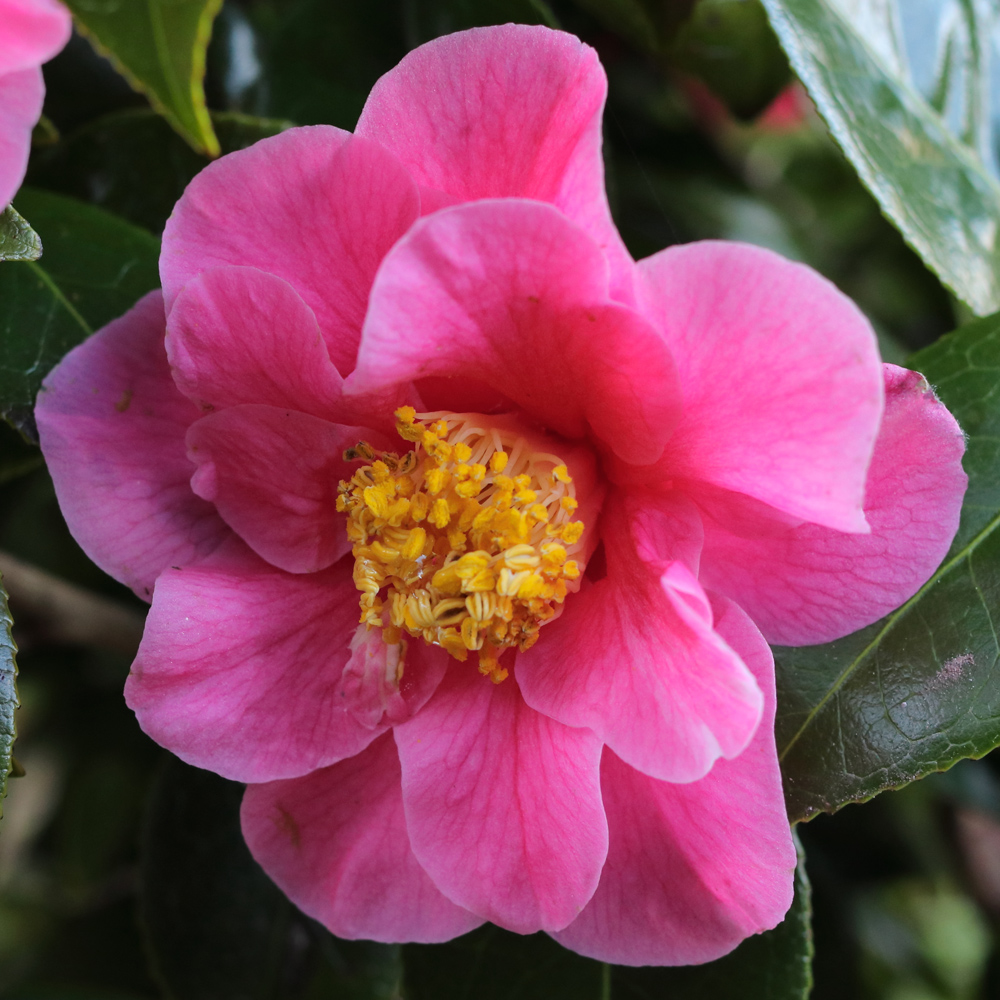 Camellia x williamsii 'Burwell's Primus'