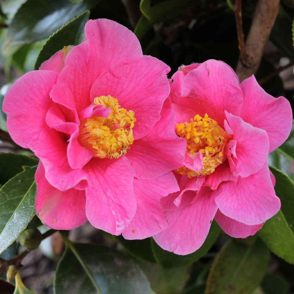 Camellia x williamsii 'Burwell's Primus'