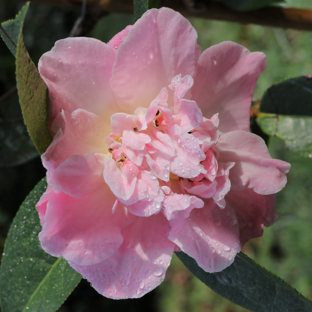 Camellia 'Blissful Dawn'