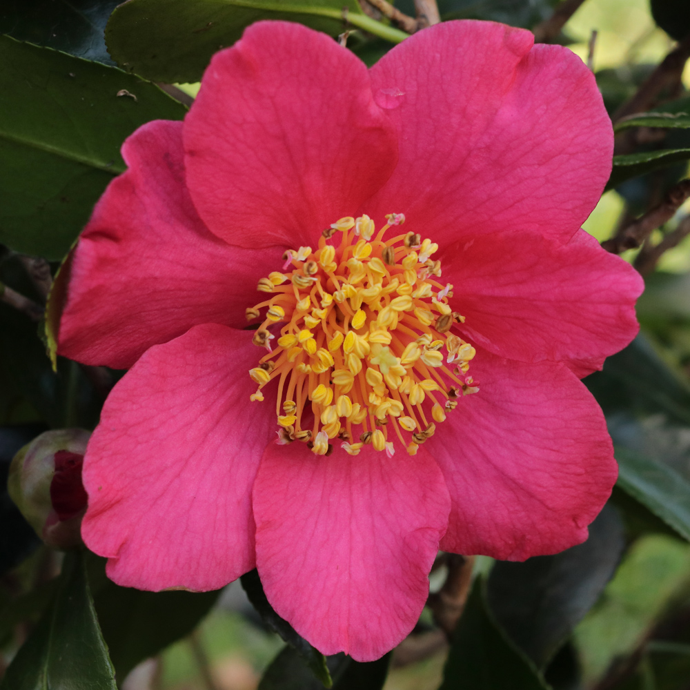 Camellia japonica 'Mattie Cole'