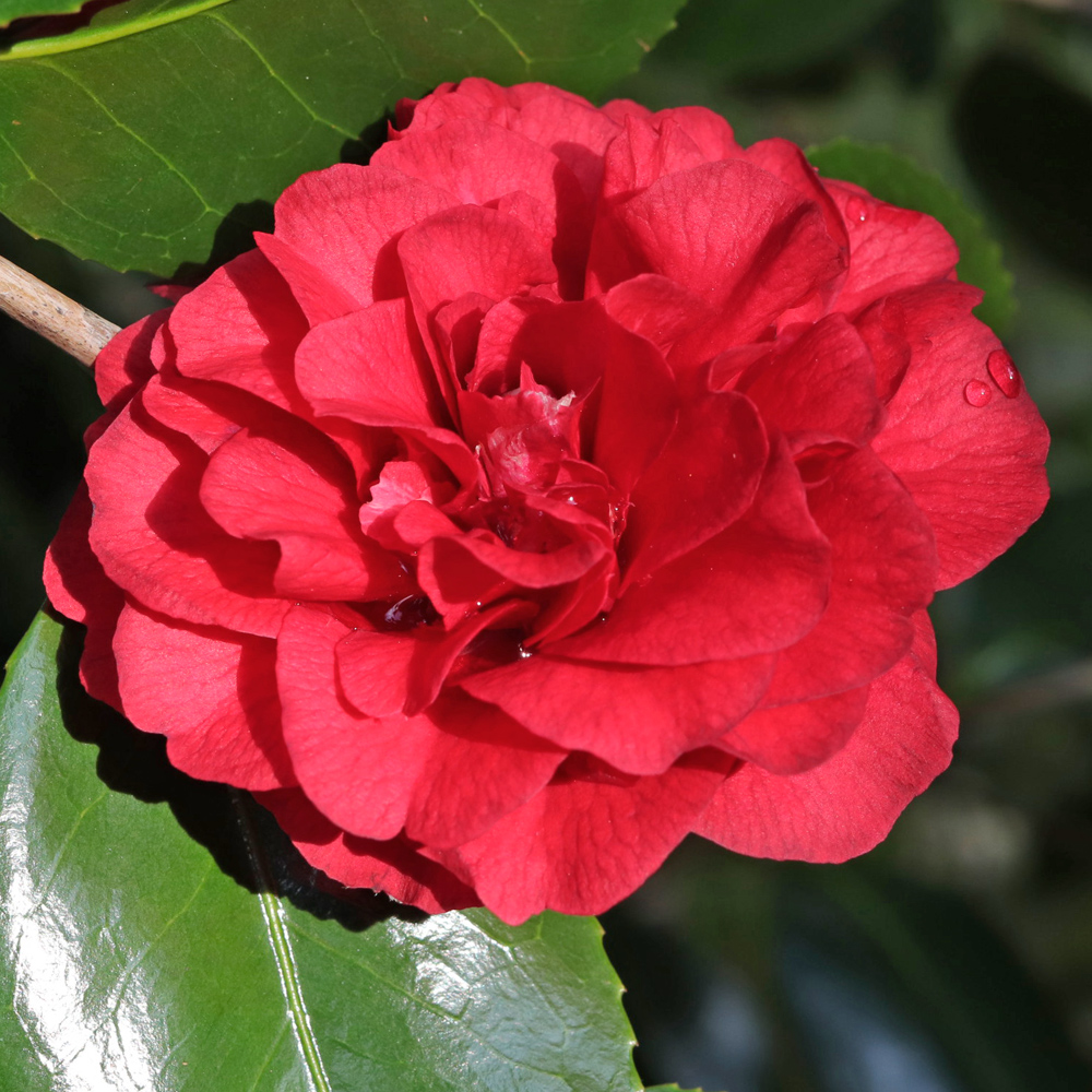 Camellia cv. unknown (3A-013)