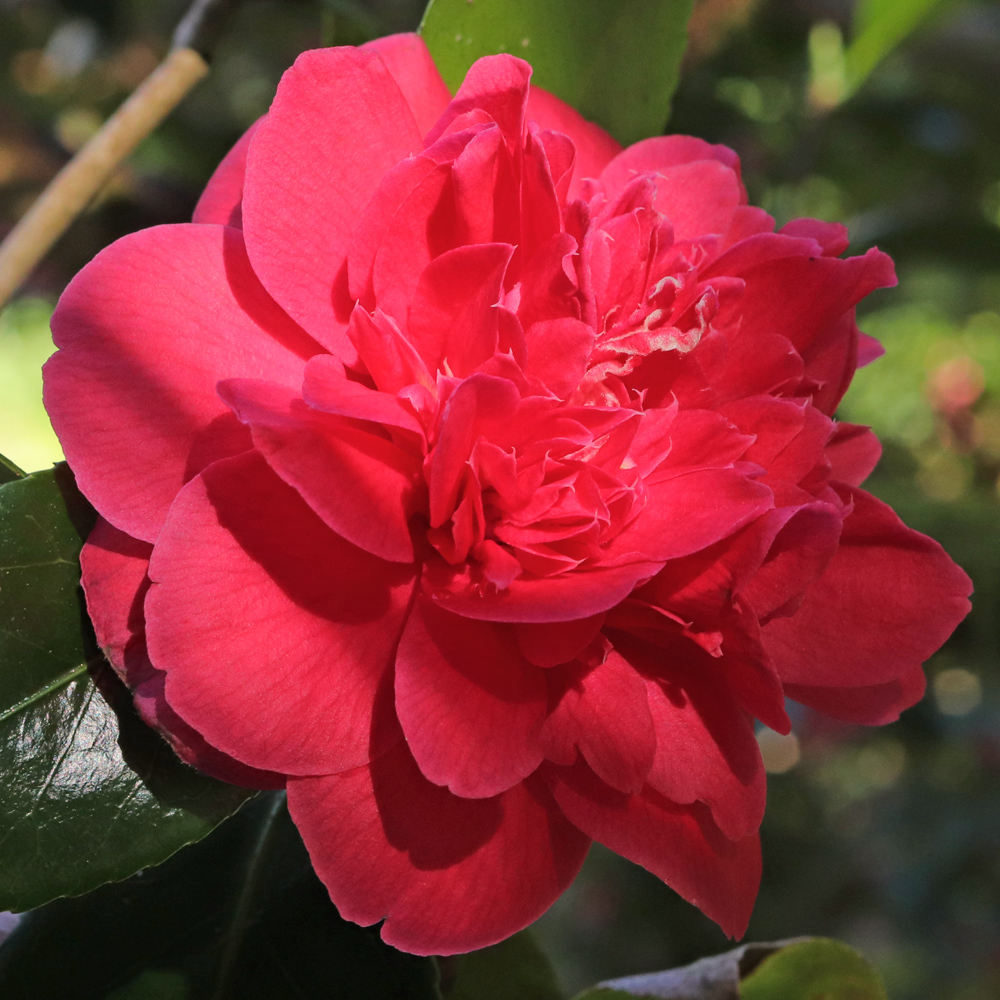 Camellia japonica 'Cathy Becher'