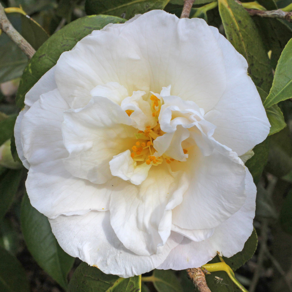 Camellia japonica 'Auburn White'