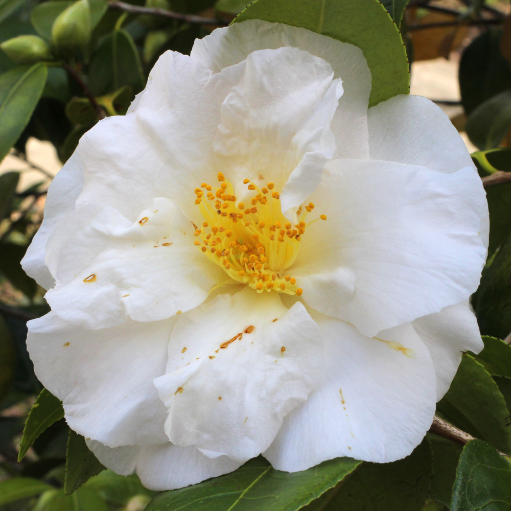 Camellia japonica 'Auburn White'