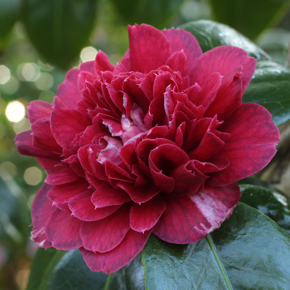 Camellia japonica 'Captain Blood'