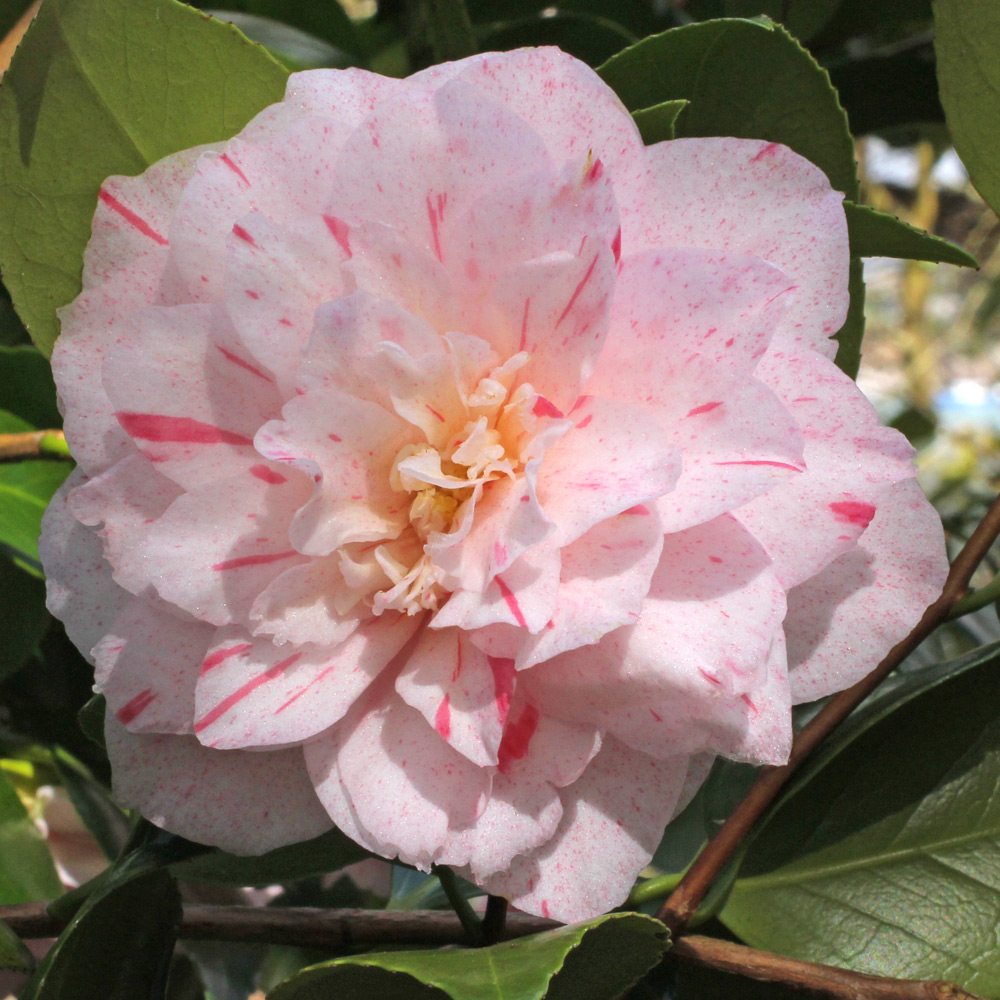 Camellia japonica 'Carters Sunburst'