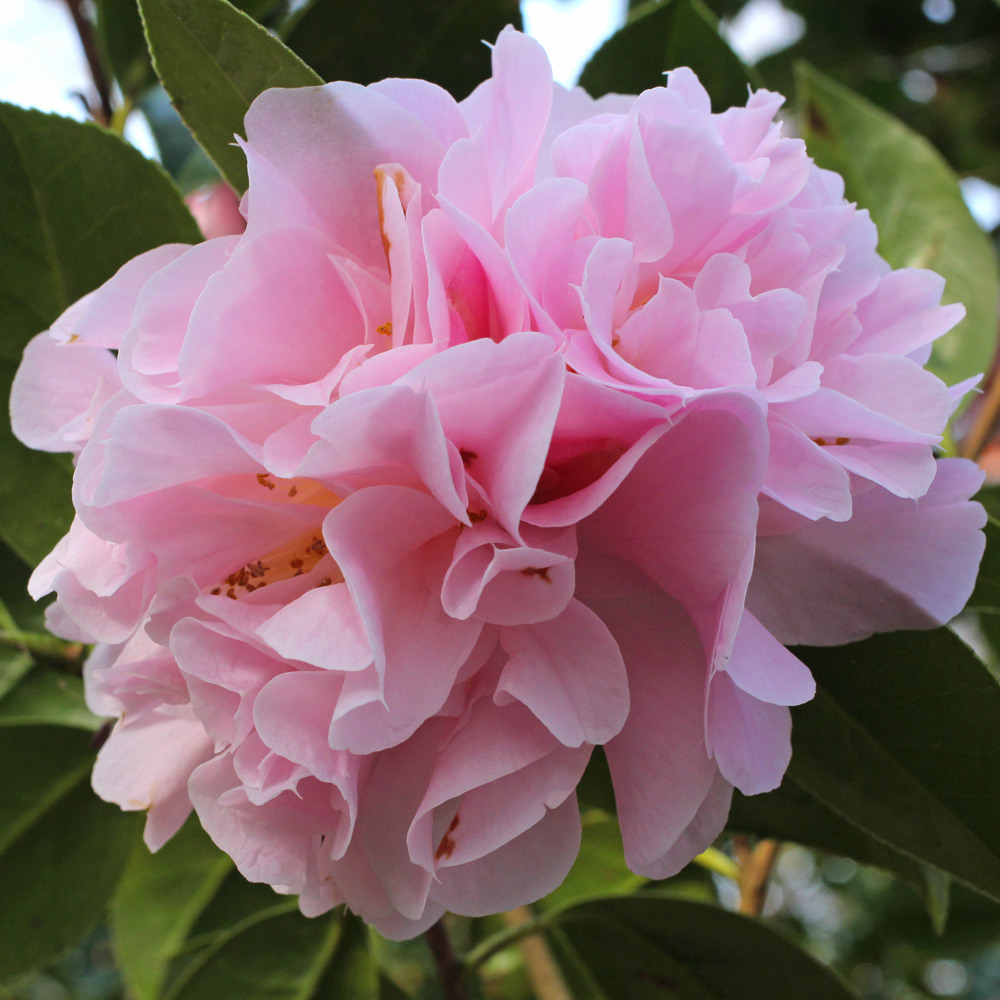 Camellia hybrid 'Dainty Dale'