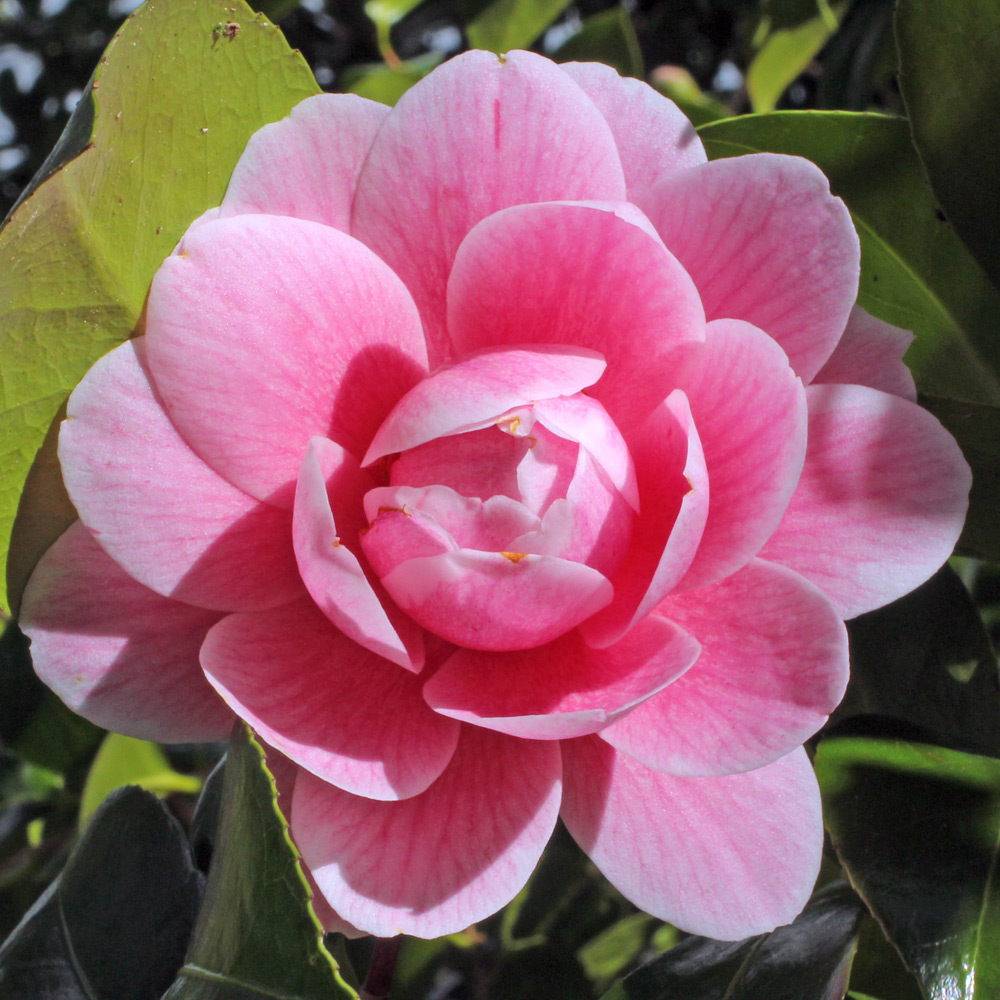 Camellia japonica 'Elizabeth Arden'