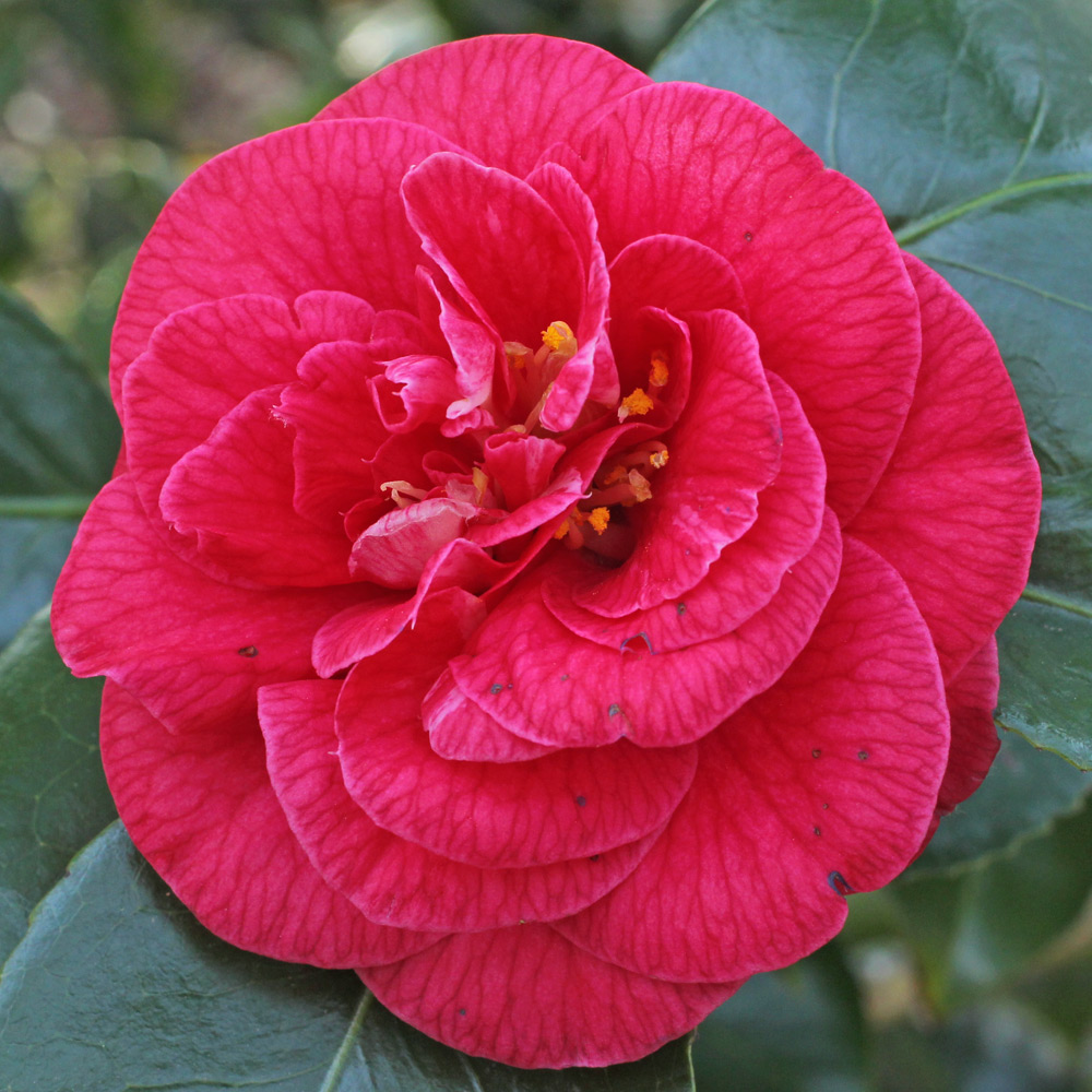 Camellia japonica 'Emperor of Russia'