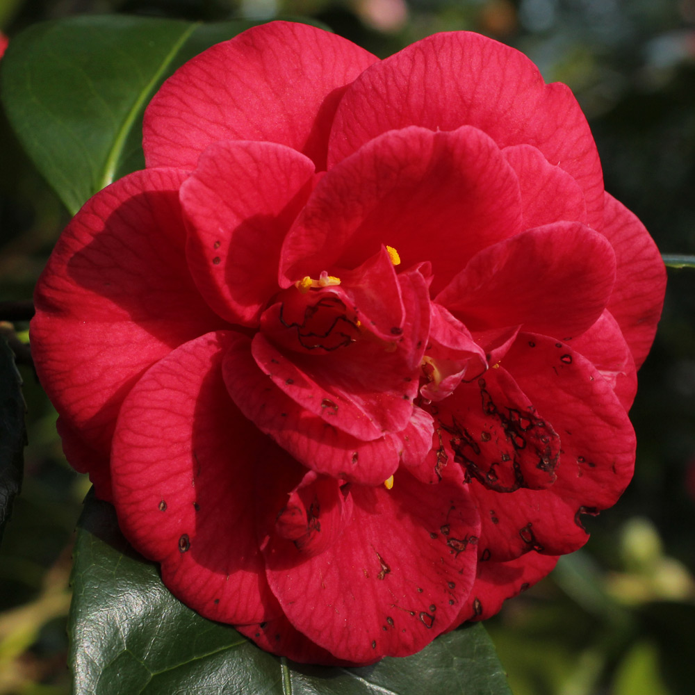Camellia japonica 'Emperor of Russia'