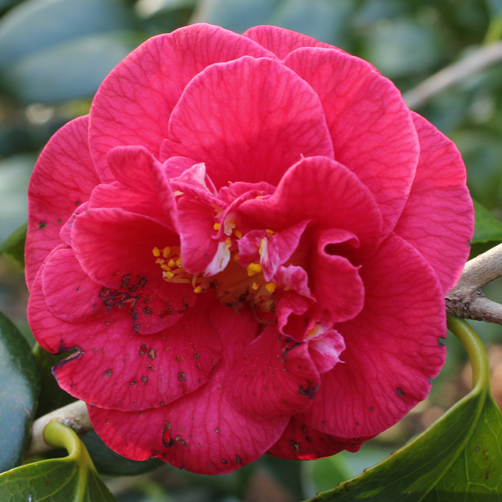 Camellia japonica 'Emperor of Russia'