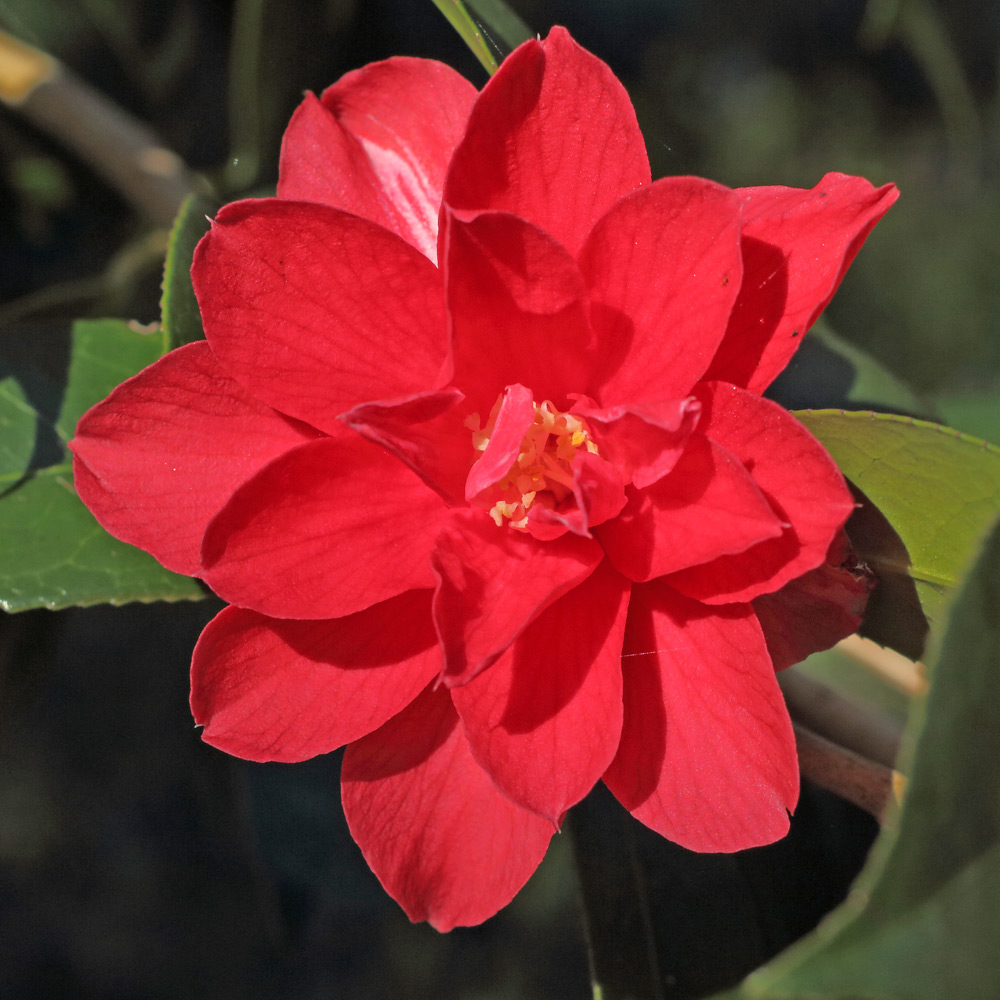 Camellia hybrid 'Freedom Bell'