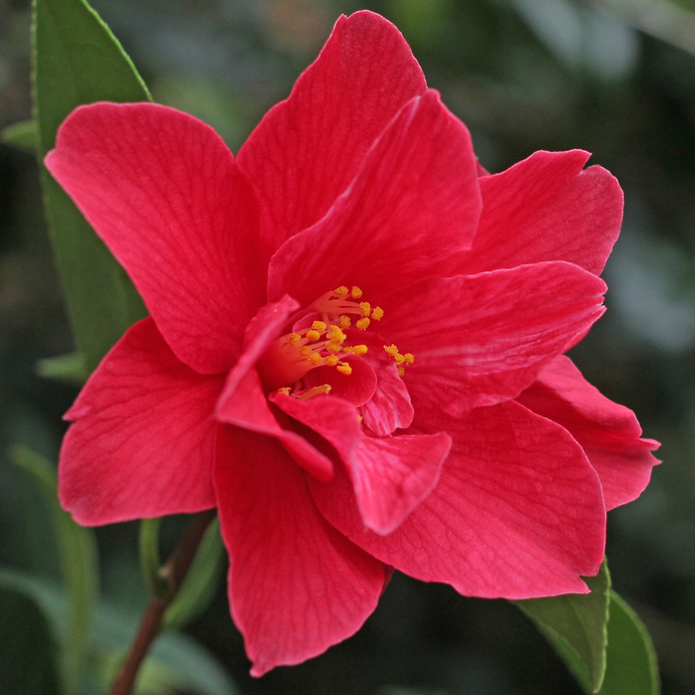 Camellia hybrid 'Freedom Bell'