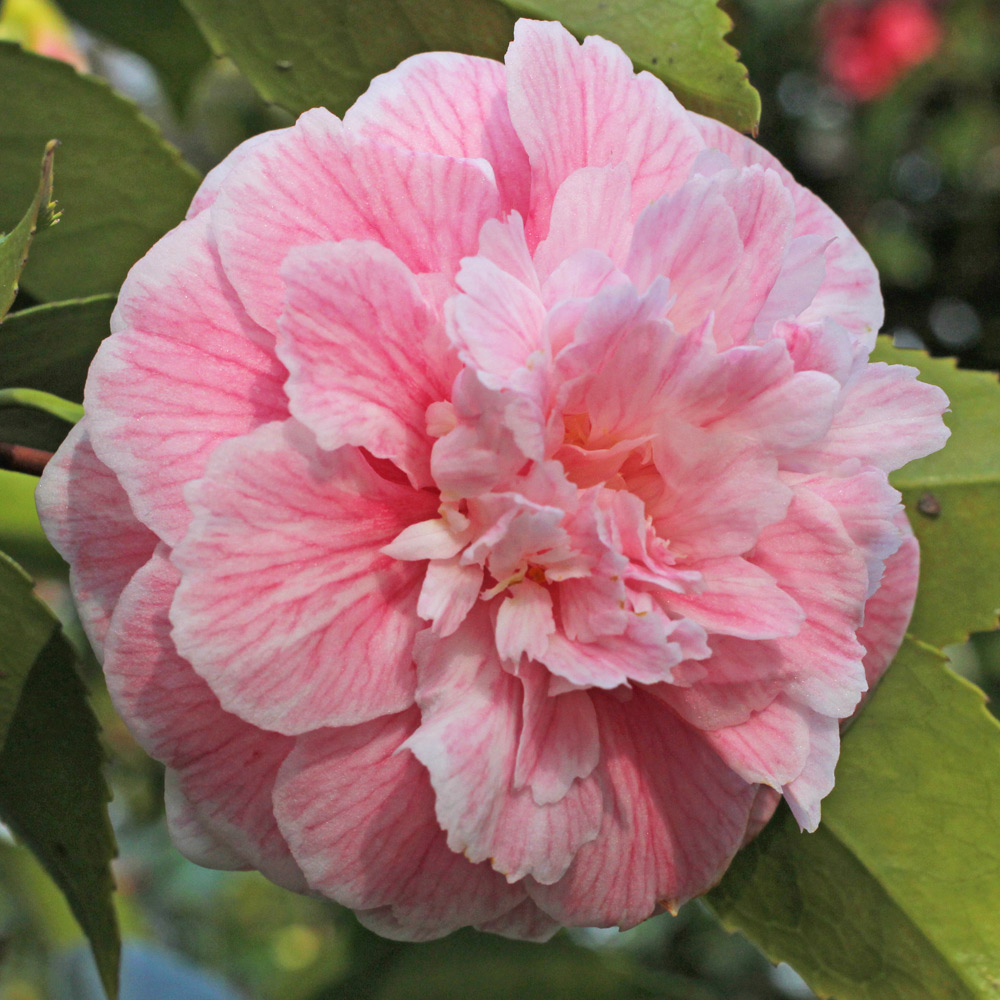 Camellia japonica 'High Hat'