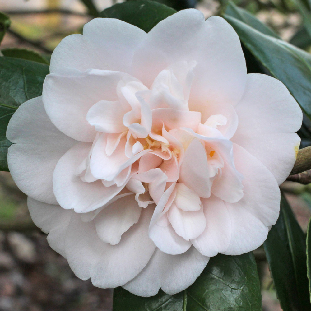 Camellia japonica 'Julia France'