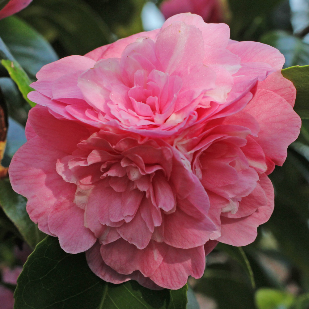 Camellia japonica 'Marguerite Gouillon Rose'