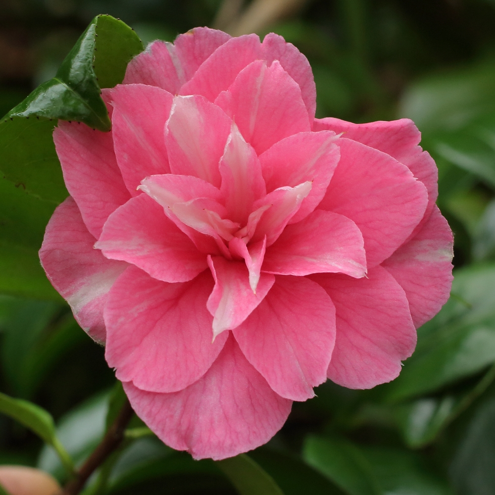 Camellia japonica 'Marie Bracey'