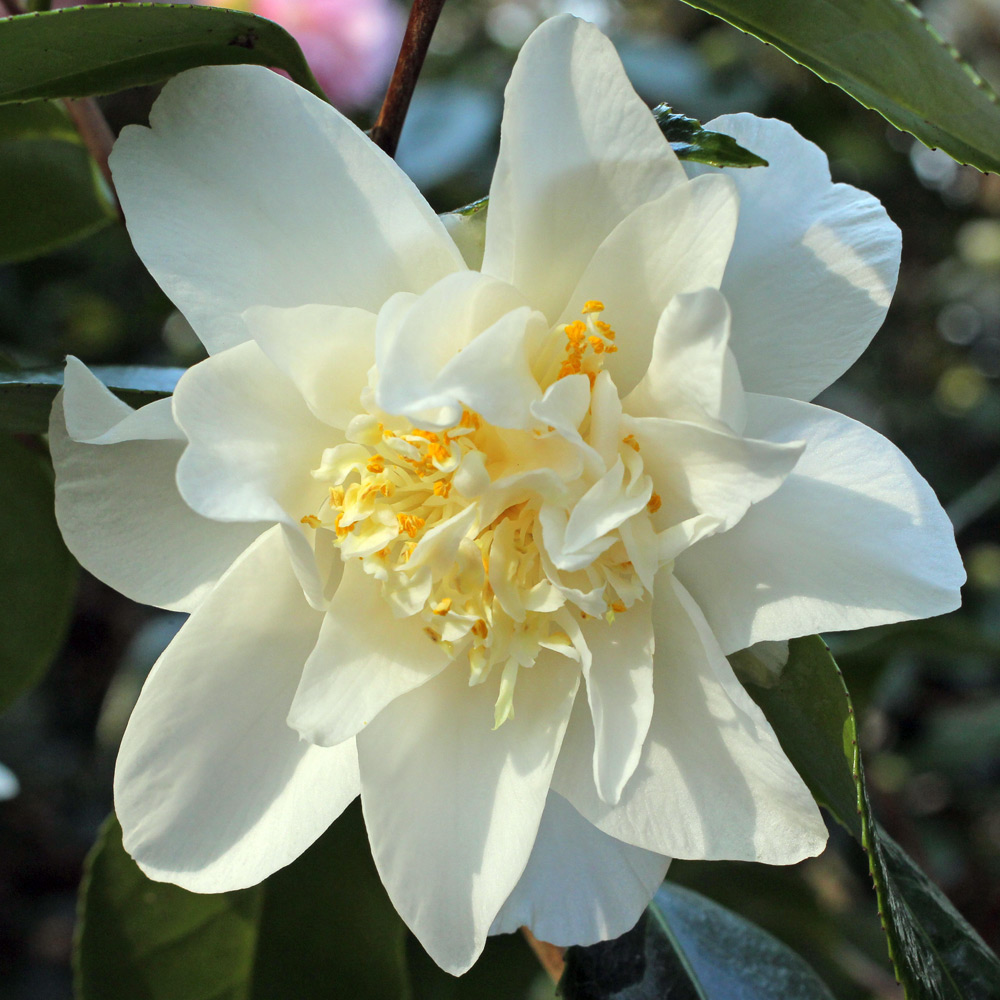 Camellia japonica 'Mary Costa'