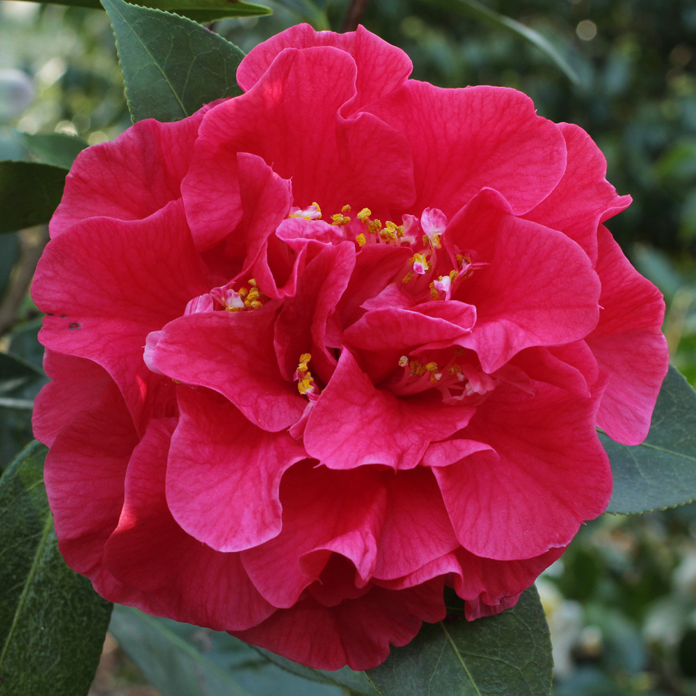Camellia 'Miss Tulare'