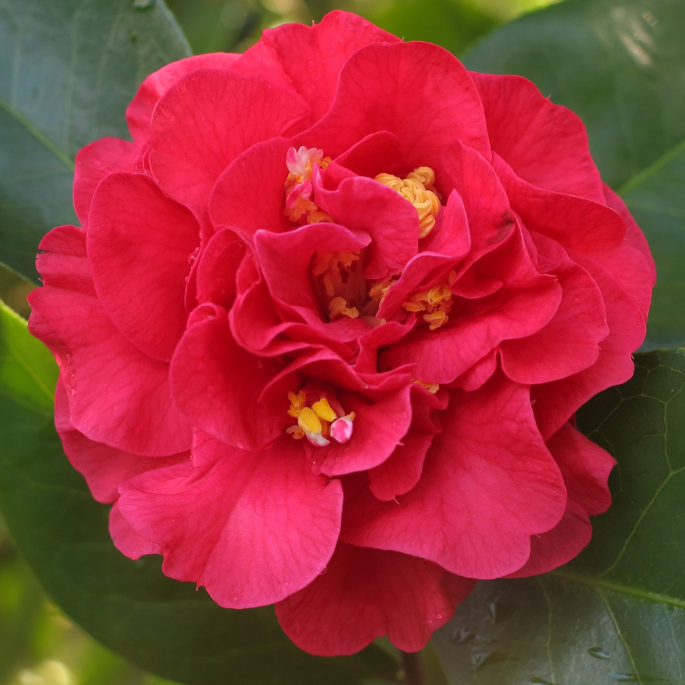 Camellia 'Miss Tulare'