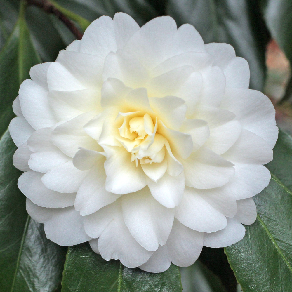 Camellia japonica 'Miss Universe'
