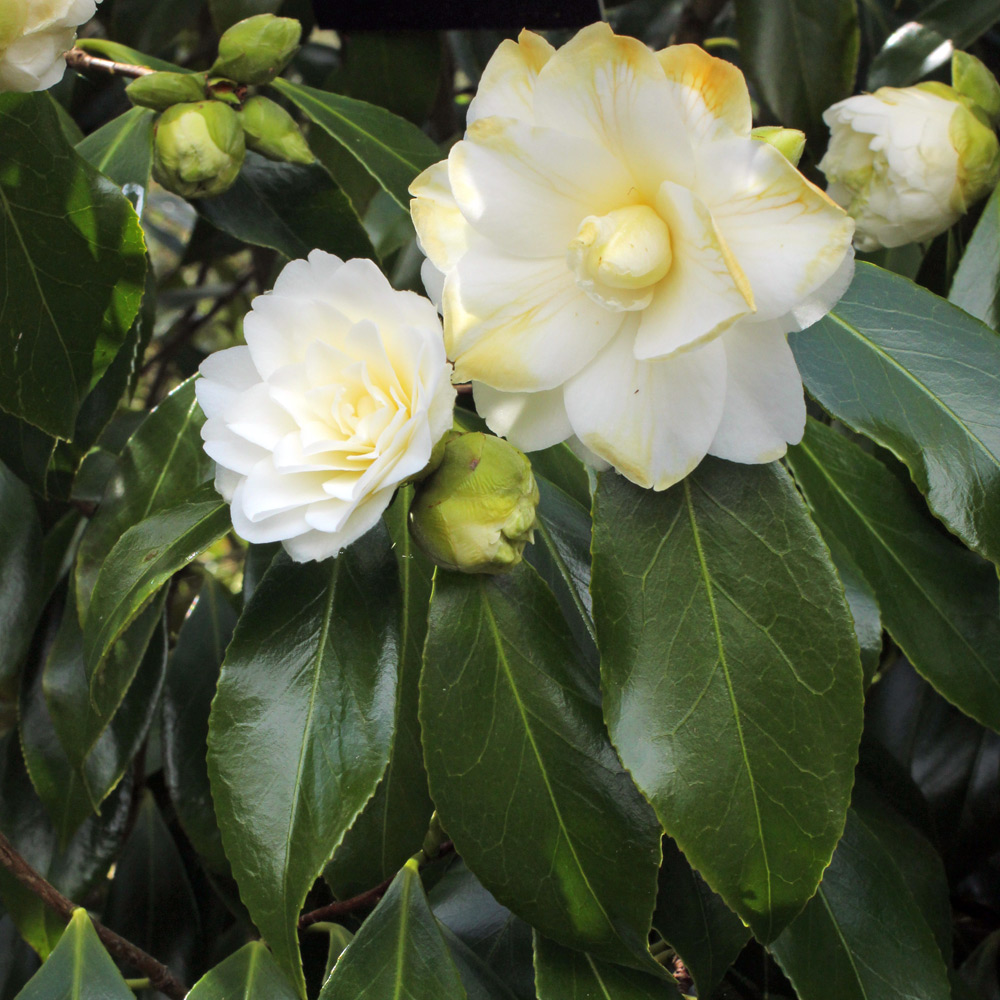 Camellia japonica 'Miss Universe'