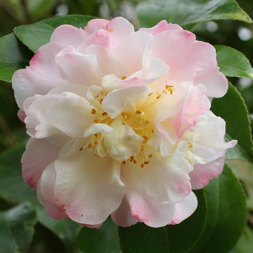 Camellia japonica 'Nina Avery'