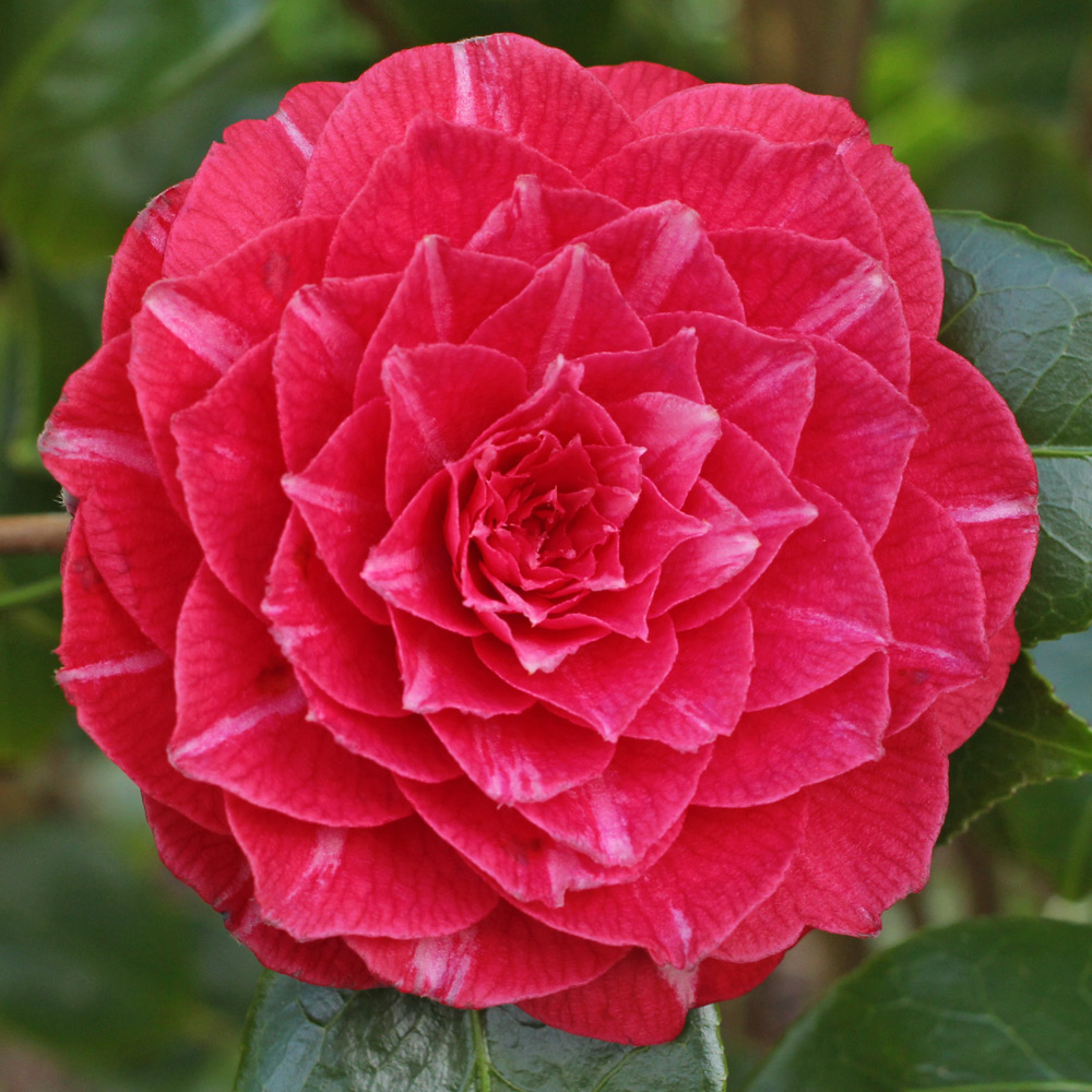 Camellia japonica 'Princess Baciocchi'
