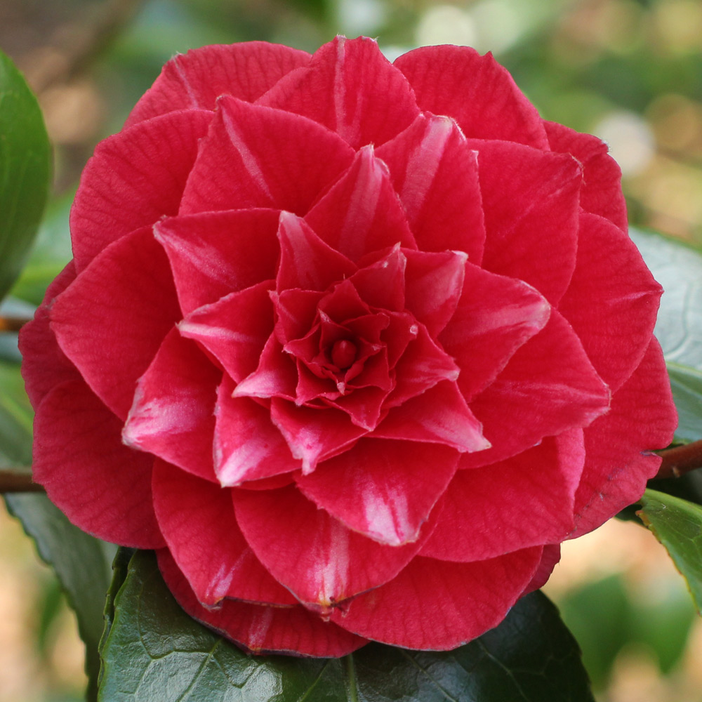 Camellia japonica 'Princess Baciocchi'