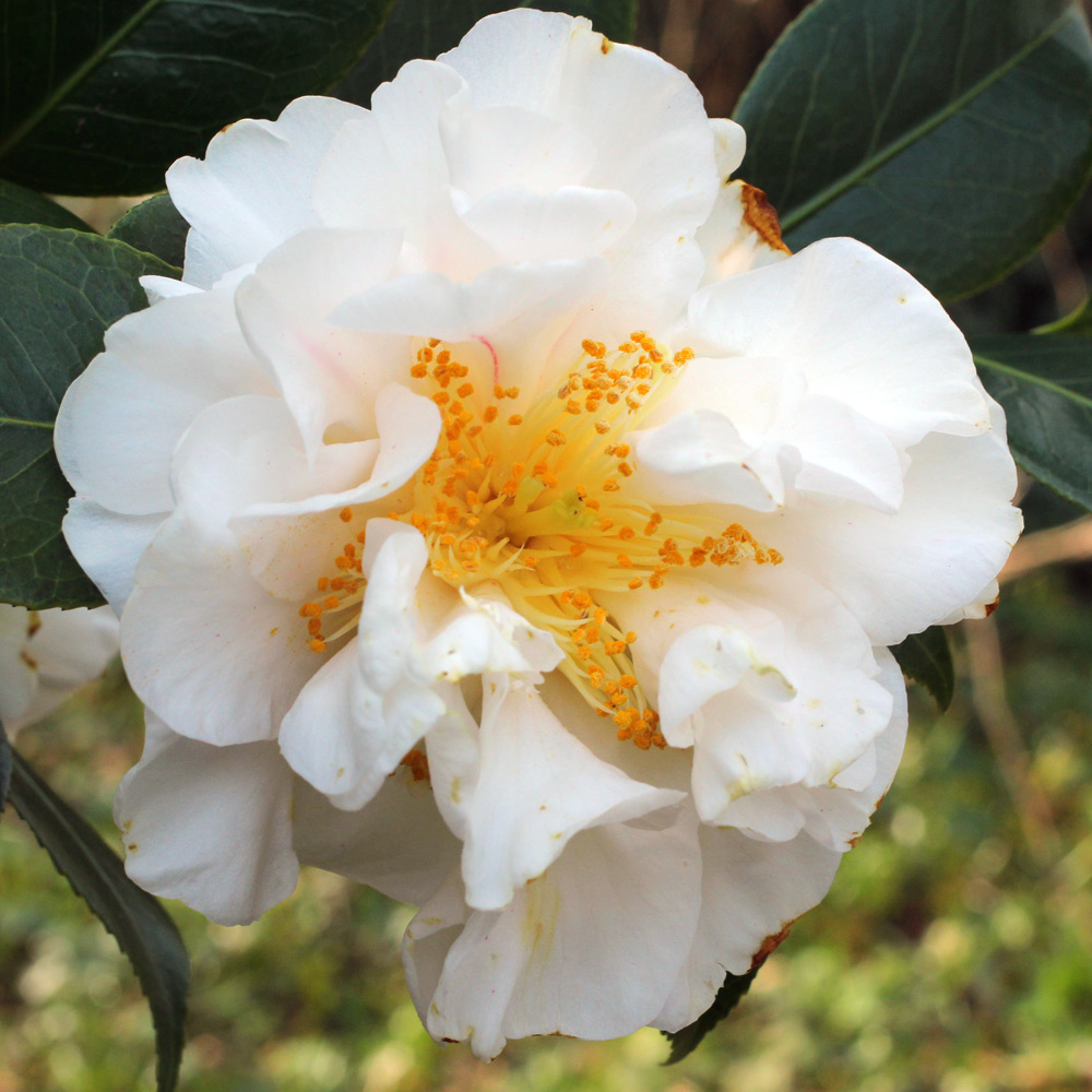 Camellia hybrid 'Scented Sun'