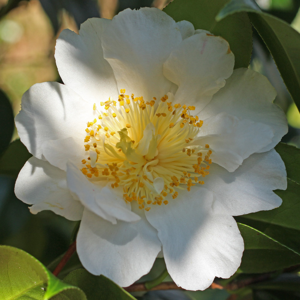Camellia hybrid 'Scented Sun'