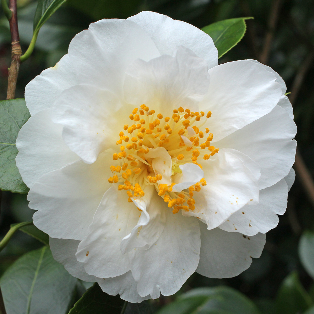 Camellia japonica 'Sea Gull'
