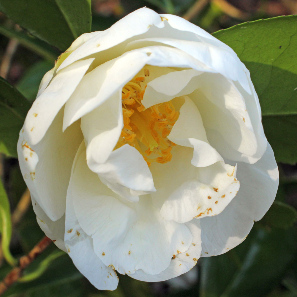 Camellia japonica 'White Nun'