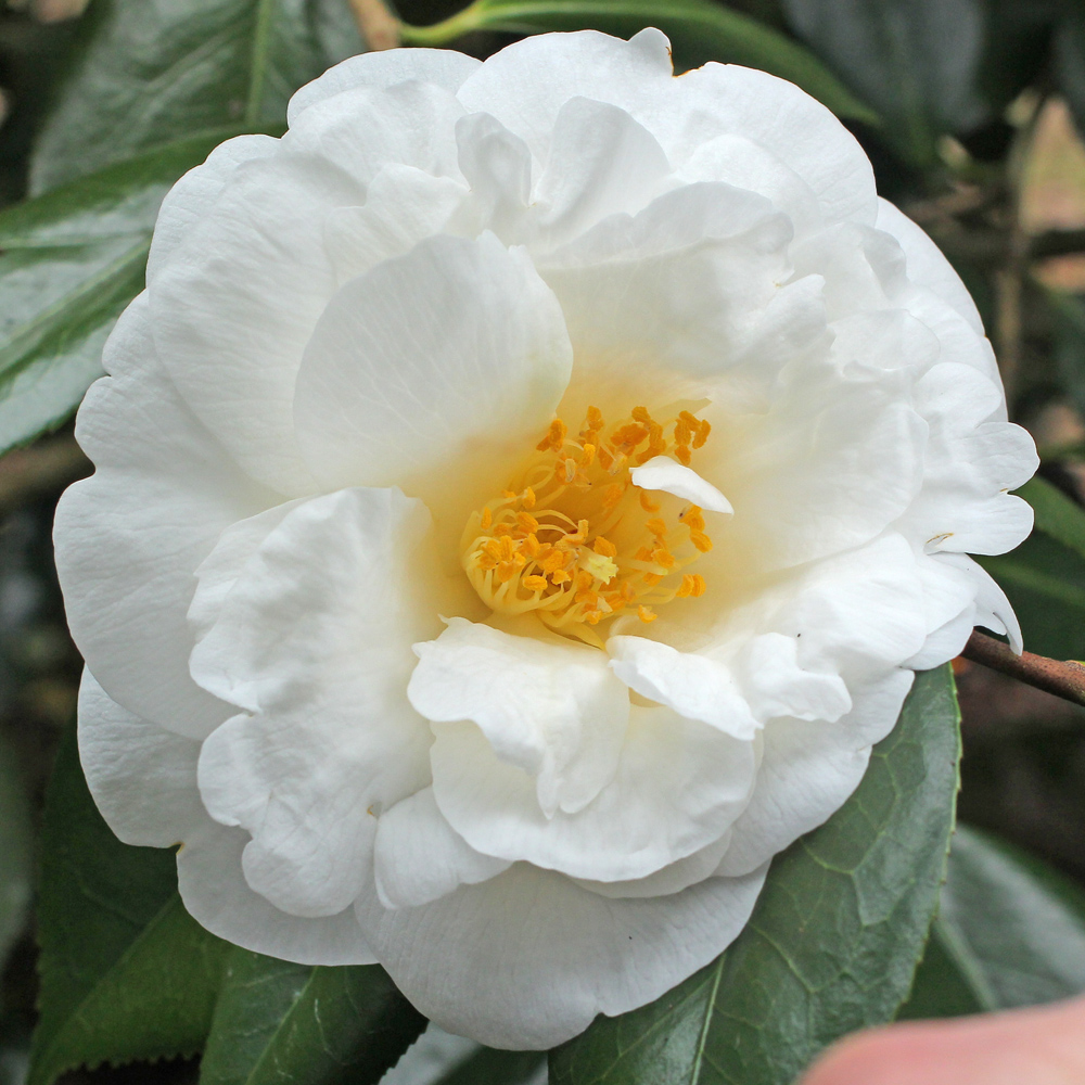 Camellia japonica 'White Nun'