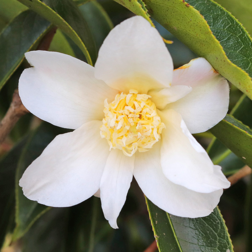 Camellia hybrid 'Apple Blossom'