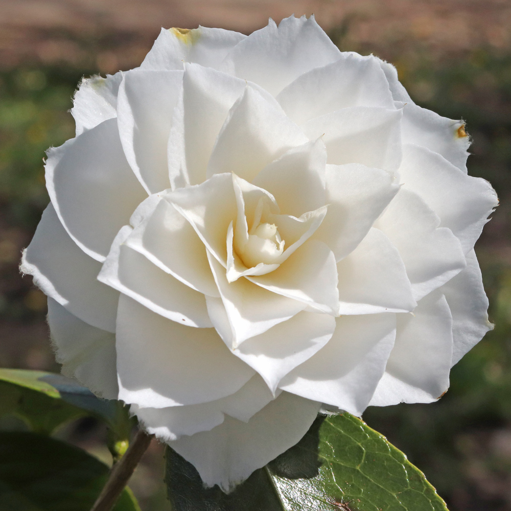 Camellia japonica 'Nuccios Gem'